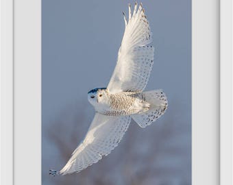 Bird Photography, Snowy Owl in Flight, limited edition - Fine Art Print, Wildlife Photography, Winter, Owl Photograph, Canada Nature print