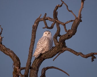 Bird Photography: Snowy Owl at dusk, limited edition- Fine Art Print, Wildlife Photography, Winter, Snowy Owl Photo, Ontario Nature Photo