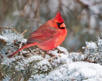 Wildlife Photography, Northern Cardinal Winter, limited edition - Nature Photography, bird Photo, animal photo, fine art print, wall decor