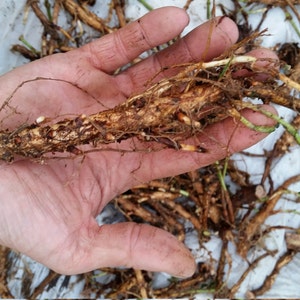 Hop Rhizomes: Cascade, Nugget, Centennial, Chinook, Mt. Hood, Glacier, Crystal, Mt. Rainier, Columbus, Cal. Cluster, Tettnang, and more image 3