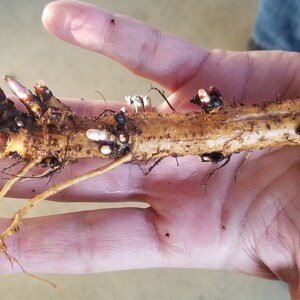 Hop Rhizomes: Cascade, Nugget, Centennial, Chinook, Mt. Hood, Glacier, Crystal, Mt. Rainier, Columbus, Cal. Cluster, Tettnang, and more image 5