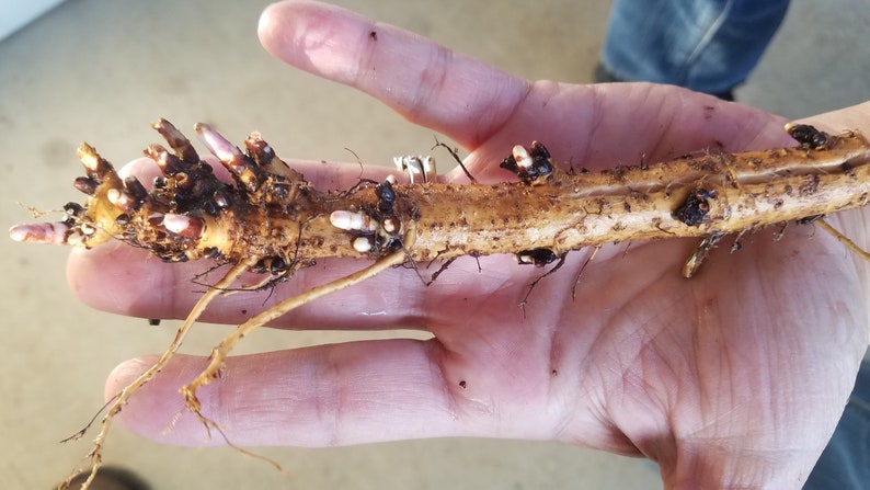 Hop Rhizomes: Cascade, Nugget, Centennial, Chinook, Mt. Hood, Glacier, Crystal, Mt. Rainier, Columbus, Cal. Cluster, Tettnang, and more image 5