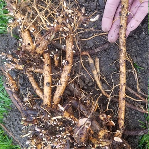 Hop Rhizomes: Cascade, Nugget, Centennial, Chinook, Mt. Hood, Glacier, Crystal, Mt. Rainier, Columbus, Cal. Cluster, Tettnang, and more image 2