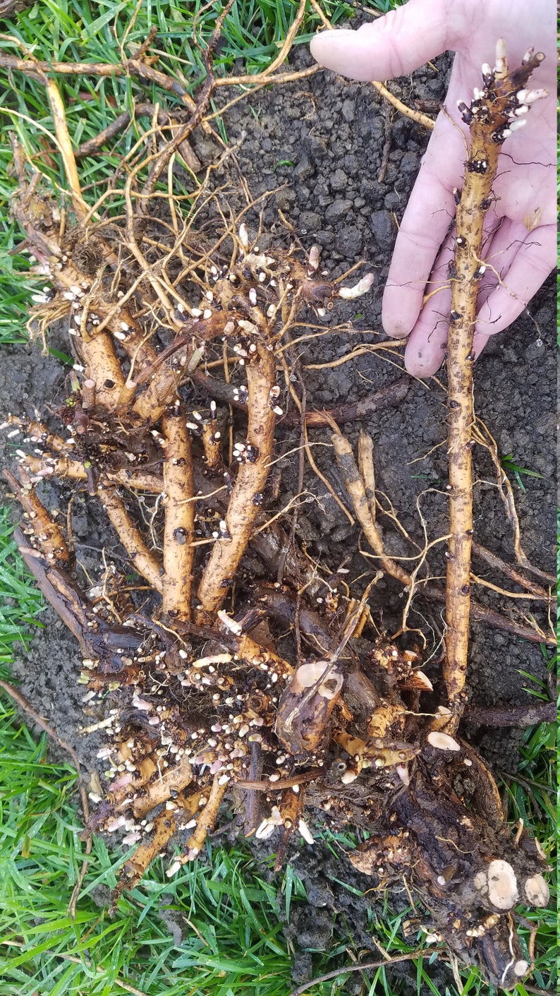 Hop Rhizomes: Cascade, Nugget, Centennial, Chinook, Mt. Hood, Glacier, Crystal, Mt. Rainier, Columbus, Cal. Cluster, Tettnang, and more image 2