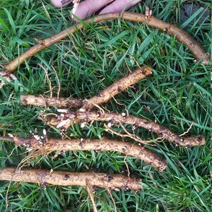 Hop Rhizomes: Cascade, Nugget, Centennial, Chinook, Mt. Hood, Glacier, Crystal, Mt. Rainier, Columbus, Cal. Cluster, Tettnang, and more image 4