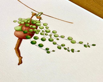 String of pearls - plant lover illustration / botanical print / botanical wall decor / gift for plantlover / plant art