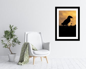 The Gift, Puffin Fine Art Print, British Wildlife Photographer