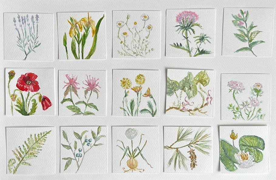 Flowers and Plants 3x3 Original Hand painted Watercolor Florals Miniature Tiny art Little gift Gardener Milk Weed Poppy Water Lily Fern Iris