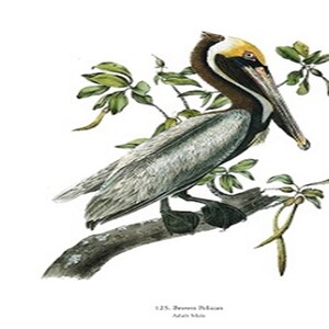 John James Audubon: "Brown Pelican", Extremely Rare Original Full Page Bookplate Print, Painting Circa 1829. Audubon Art; Audubon