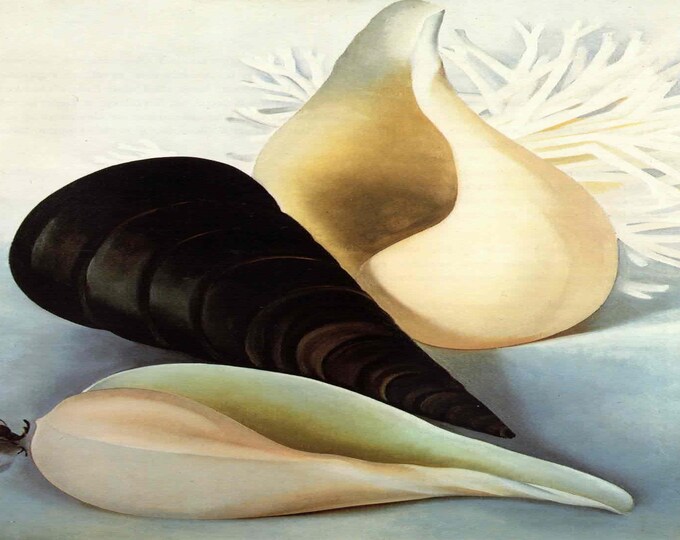 Uga Shells Georgia O’keeffe: