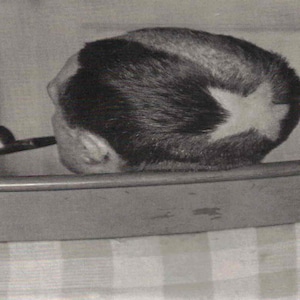 Man Ray: “Marcel Duchamp&quot;, Extremely Rare Vintage Bookplate Print, Photograph Circa 1921. Portrait Art; Portrait Art Print
