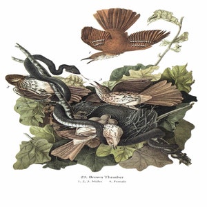 John James Audubon: "Brown Thrasher", Extremely Rare Original Full Page Bookplate Print, Painting Circa 1829. Audubon Art Print; Audubon Art