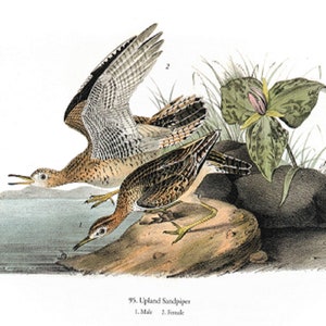 John James Audubon: "Upland Sandpiper", Extremely Rare Original Full-Page Bookplate Print, Painting Circa 1829. Audubon Art Print; Audubon