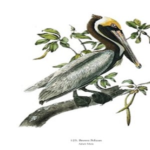 John James Audubon: "Brown Pelican", Extremely Rare Original Full-Page Bookplate Print, Painting Circa 1829. Audubon Art Print; Audubon Art