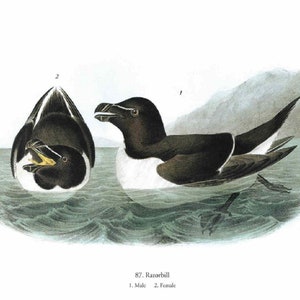 John James Audubon: "Razorbill", Extremely Rare Original Full-Page Bookplate Print, Painting Circa 1829. Audubon Art Print; Audubon