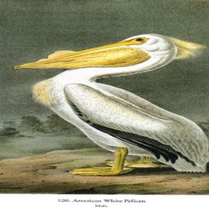 John James Audubon: "American White Pelican", Extremely Rare Original Full Page Bookplate Print, Painting Circa 1829. Audubon Art; Audubon
