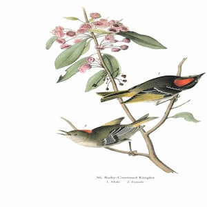 May include: A vintage illustration of a Ruby-Crowned Kinglet, a small songbird with a red crown, perched on a branch with pink flowers. The illustration shows both a male and female bird, labeled as such.