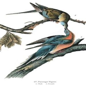 John James Audubon: “Passenger Pigeon&quot;, Extremely Rare Original Full-Page Bookplate Print, Painting Circa 1829. Audubon Art Print; Audubon