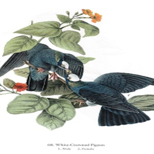John James Audubon: “White-Crowned Pigeon&quot;, Extremely Rare Original Full-Page Bookplate Print, Painting Circa 1829. Audubon Art Print