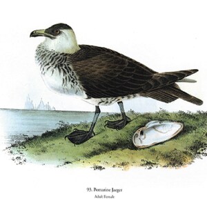 John James Audubon: &quot;Pomarine Jaeger&quot;, Extremely Rare Original Full-Page Bookplate Print, Painting Circa 1830. Audubon Art Print; Audubon