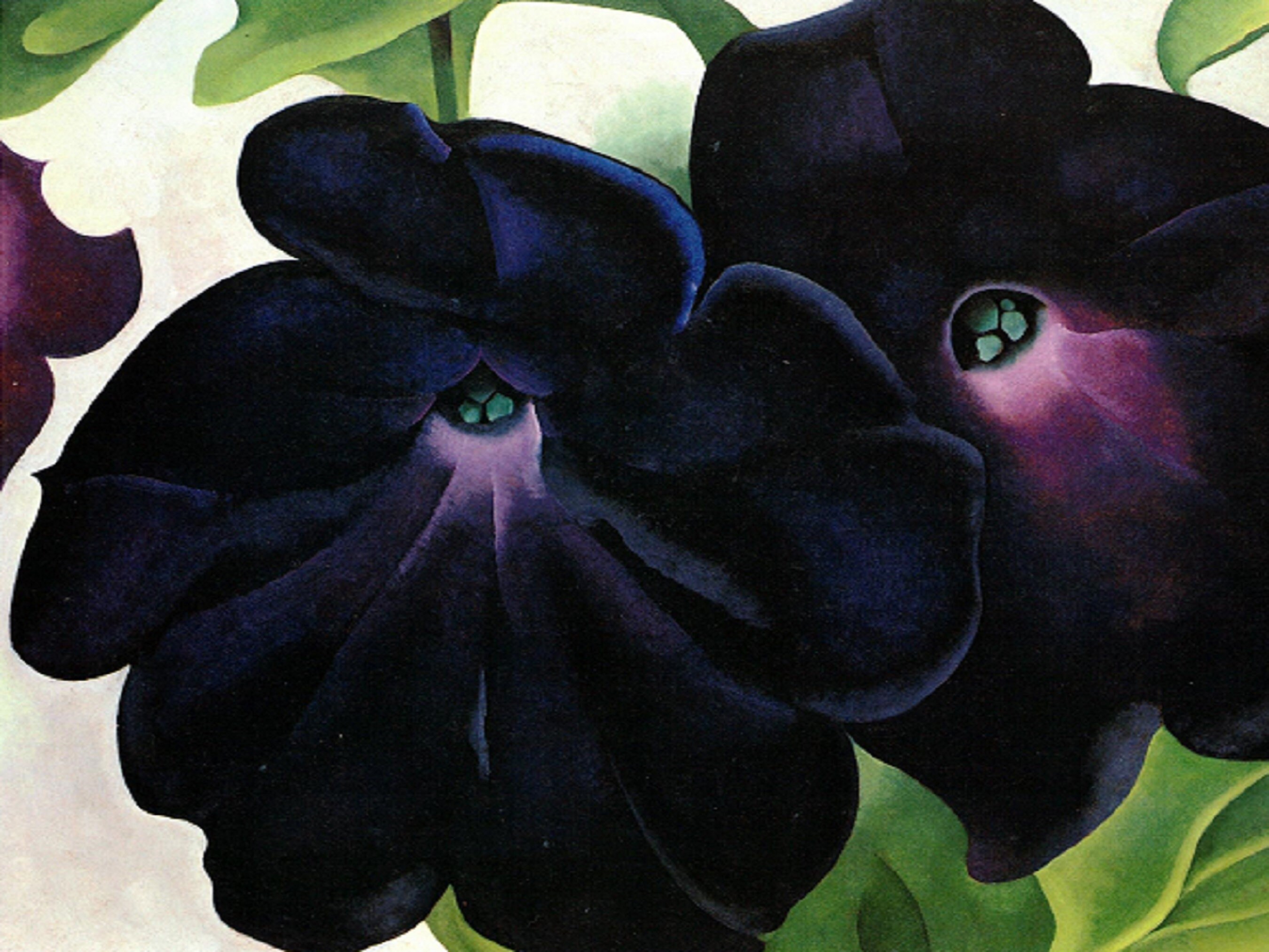 Amazon.com: 《Black and Purple Petunias》by Georgia O'keeffe