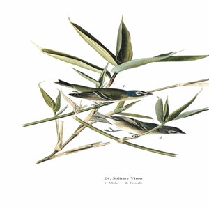 John James Audubon: "Solitary Vireo", Extremely Rare Original Full-Page Bookplate Print, Painting Circa 1829. Audubon Art Print; Audubon Art