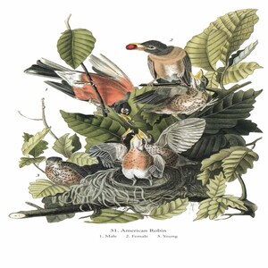John James Audubon: "American Robin", Extremely Rare Original Full Page Bookplate Print, Painting Circa 1829. Audubon Art; Audubon Print