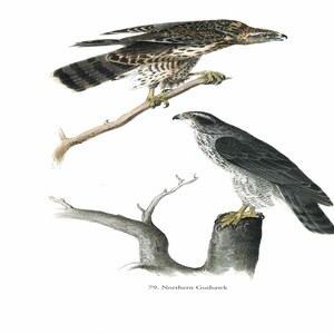 John James Audubon: "Northern Goshawk", Extremely Rare Original Full-Page Bookplate Print, Painting Circa 1829. Audubon Art Print; Audubon