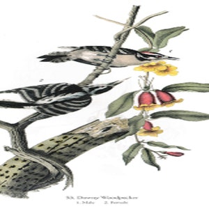 John James Audubon: "Downy Woodpecker", Very Rare Original Full-Page Bookplate Print, Painting Circa 1828. Audubon Art Print; Audubon Art