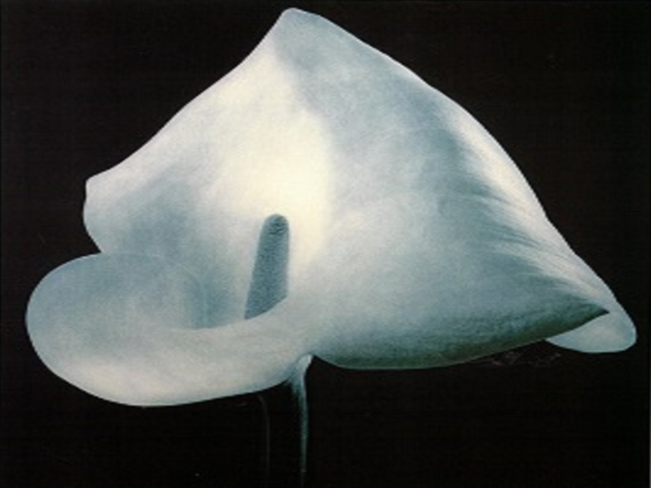 Robert Mapplethorpe: “calla Lily