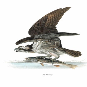 John James Audubon: "Osprey", Extremely Rare Original Full-Page Bookplate Print, Painting Circa 1829. Audubon Art Print; Audubon Art