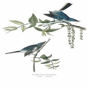 John James Audubon: "Blue-Gray Gnatcatcher", Extremely Rare Original Full Page Bookplate Print, Painting Circa 1829. Audubon Art Print
