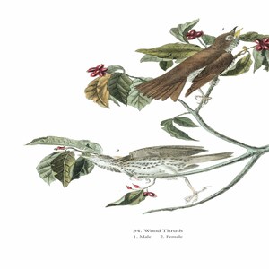 John James Audubon: "Wood Thrush", Extremely Rare Original Full-Page Bookplate Print, Painting Circa 1829. Audubon Art Print; Audubon Art