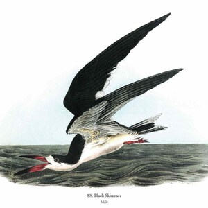 John James Audubon: "Black Skimmer", Extremely Rare Original Full Page Bookplate Print, Painting Circa 1829. Audubon Art Print; Audubon Art