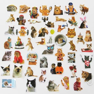 Lot de 50 autocollants drôles de chats, livres scolaires, cartes, journal indésirable