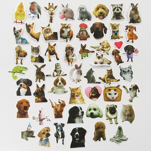 Lot de 50 autocollants animaux mignons, livres scolaires, cartes, journal indésirable