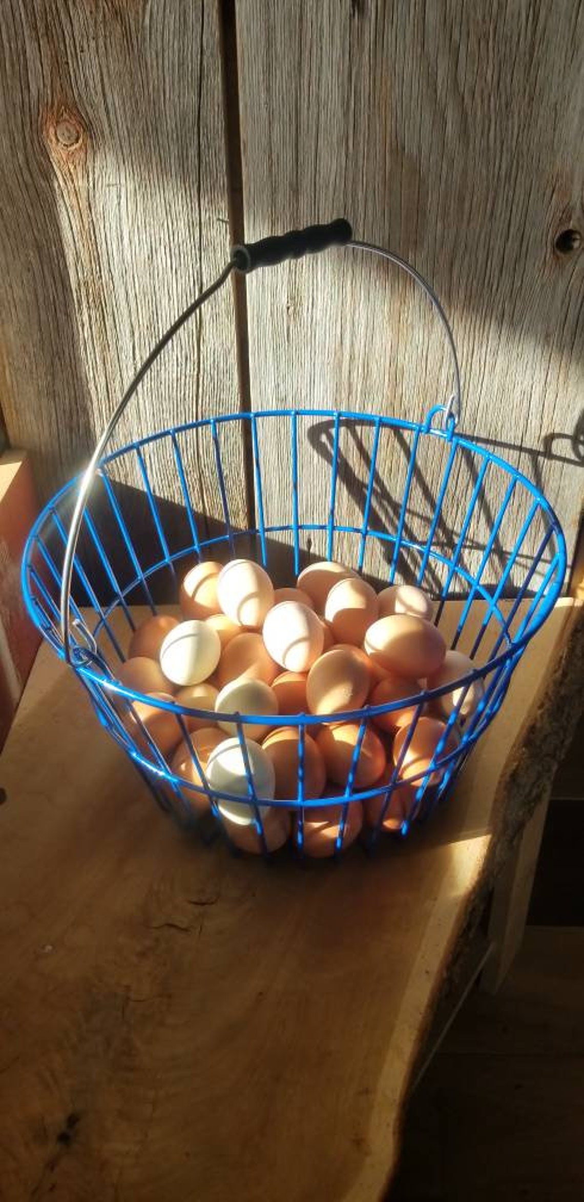 X Large Wire Egg Collection Basket Plastic Coated Will Hold Etsy