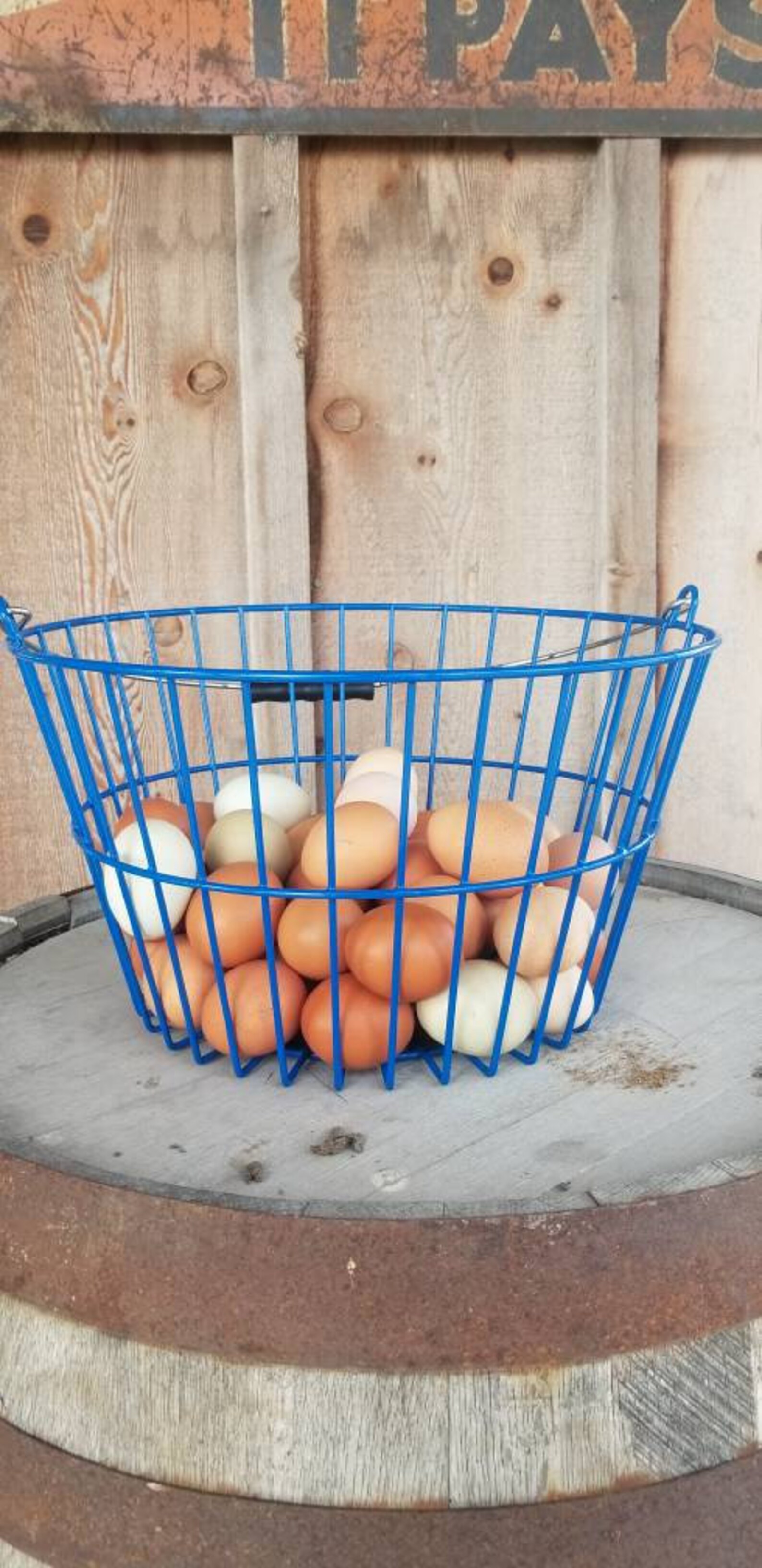 X Large Wire Egg Collection Basket Plastic Coated Will Hold Etsy