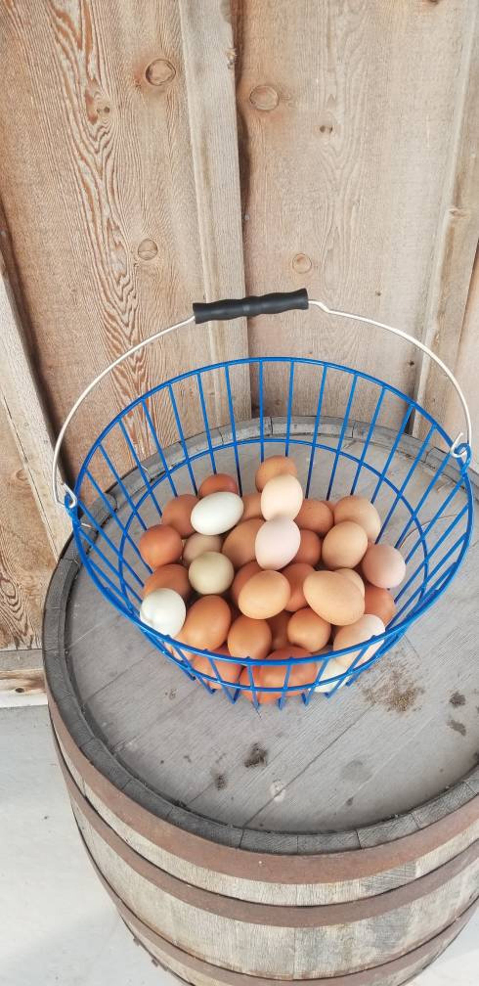 X Large Wire Egg Collection Basket Plastic Coated Will Hold up Etsy