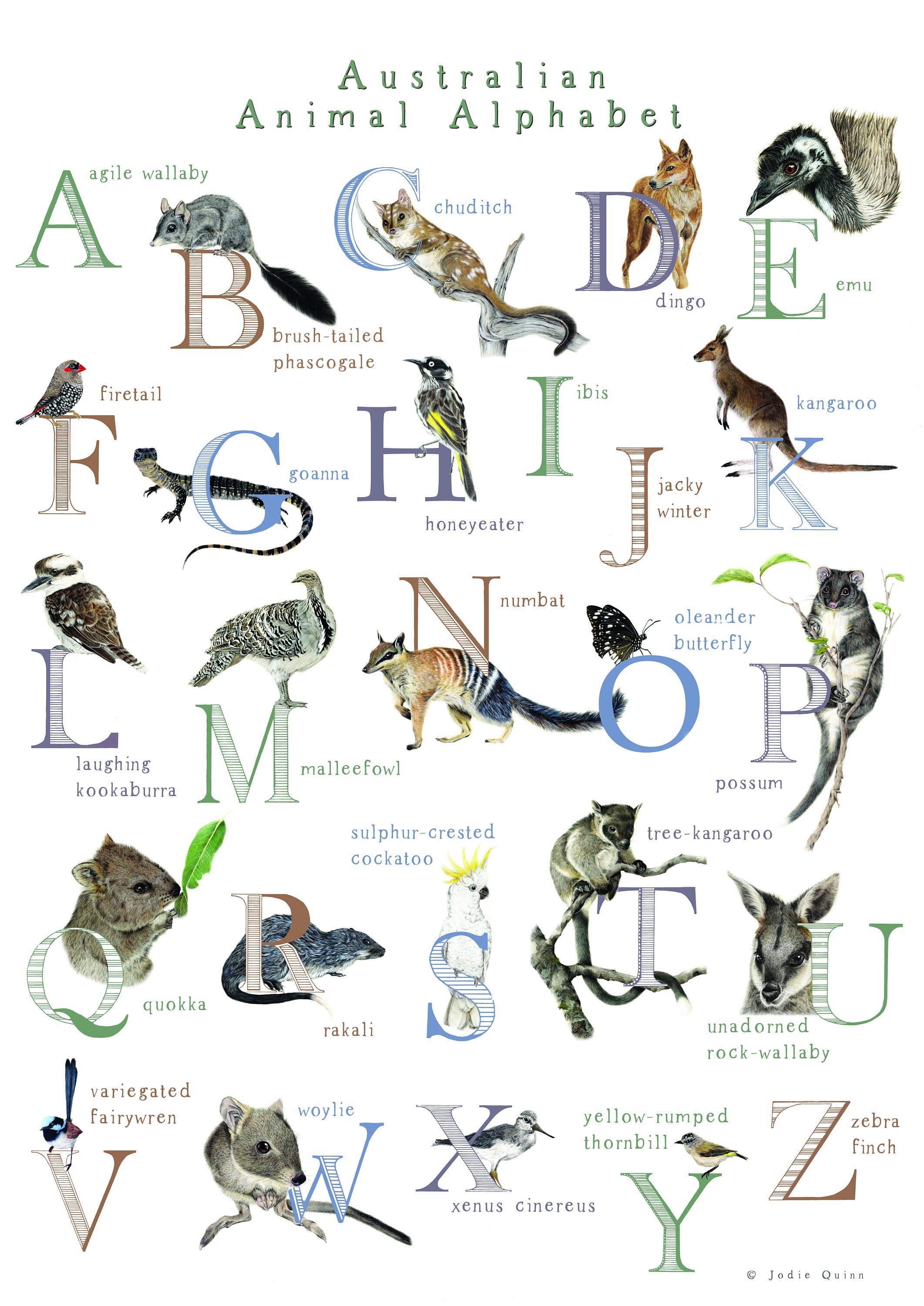 Australian Animal Alphabet Poster - Etsy Australia
