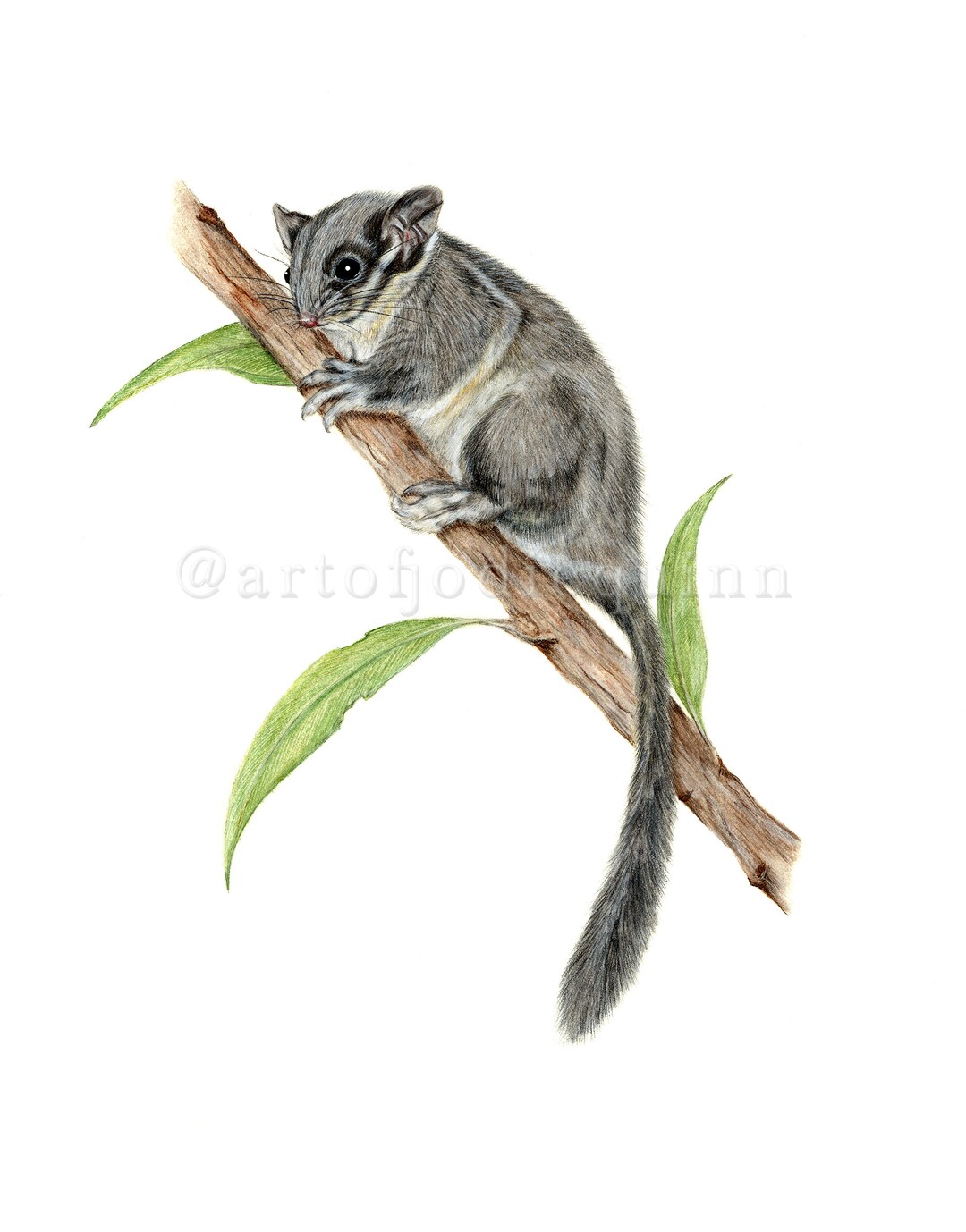 Leadbeater's Possum Limited Edition Print Etsy UK