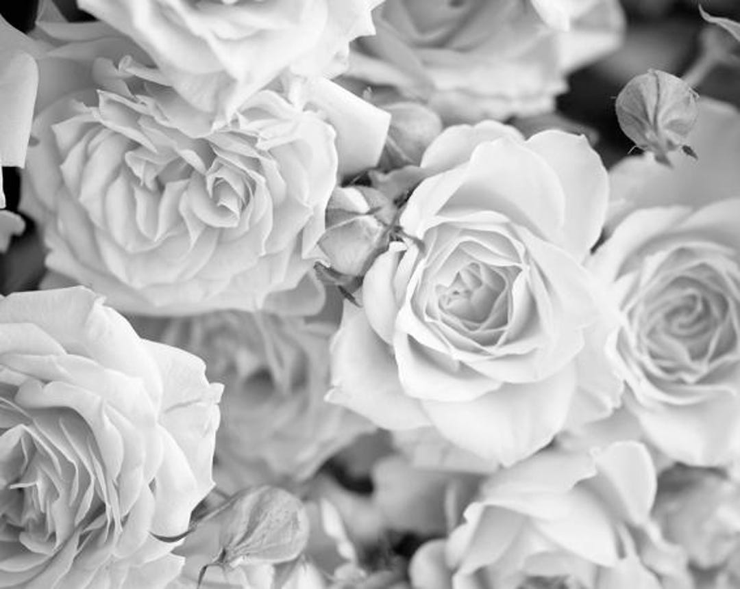 Dove Grey Rose Petals Photo Wallpaper Wall Mural for Bedroom Wall Decor ...