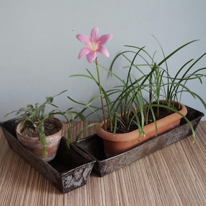 Op de afbeelding: Twee rechthoekige, verweerde metalen broodvormen gebruikt als plantenbakken. De ene vorm bevat een kleine potplant met groene bladeren, terwijl de andere een terracotta-kleurige plastic bak met groen grasachtig loof en één roze bloem bevat.