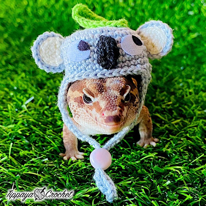 May include: A reptile wearing a light blue crochet koala hat with white and black accents. The hat has a green leaf on top and a light blue string with a pink bead. The reptile is on a bed of green grass. The text "Tippaya Crochet" is in the bottom left corner.