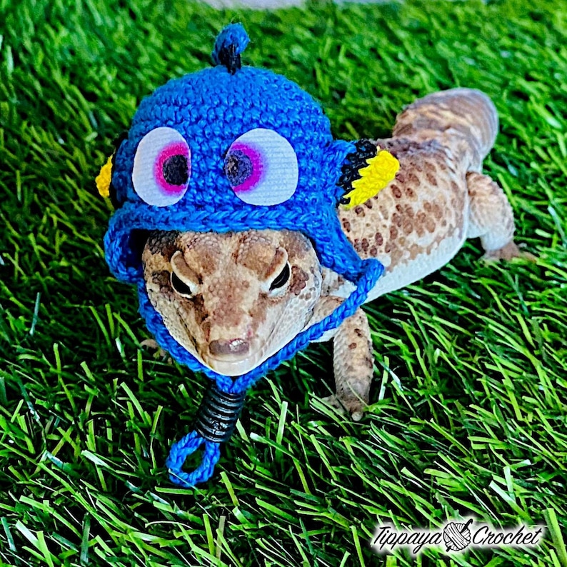 May include: A leopard gecko wearing a handmade blue crochet hat with large white and pink eyes, yellow accents, and a black chin strap. The gecko is on green artificial grass. The hat is designed to resemble a cartoon character.