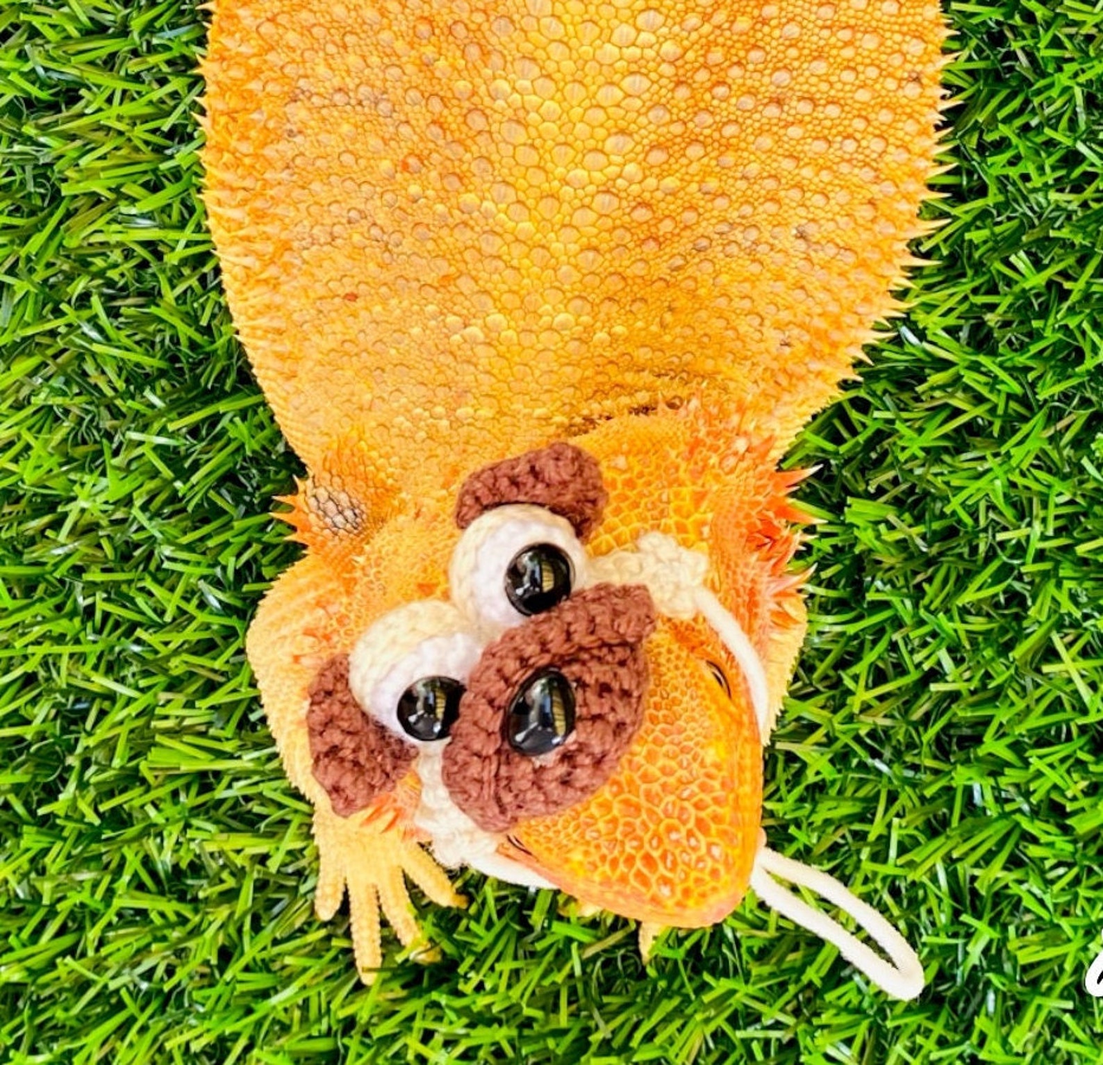 Crochet Headband Pattern for Bearded Dragon Set 4 - Etsy