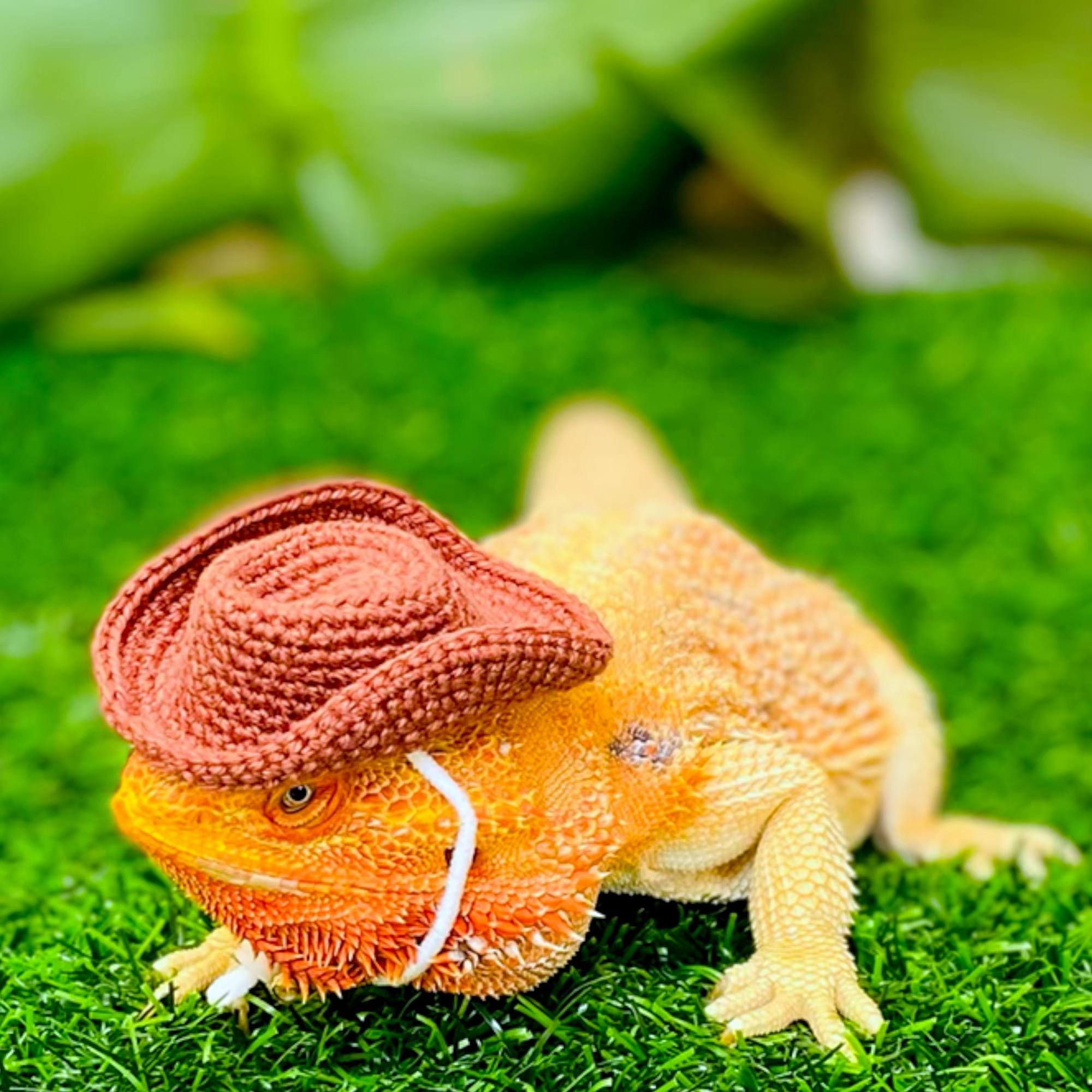 Crochet Headband Pattern for Bearded Dragon Set 2 - Etsy