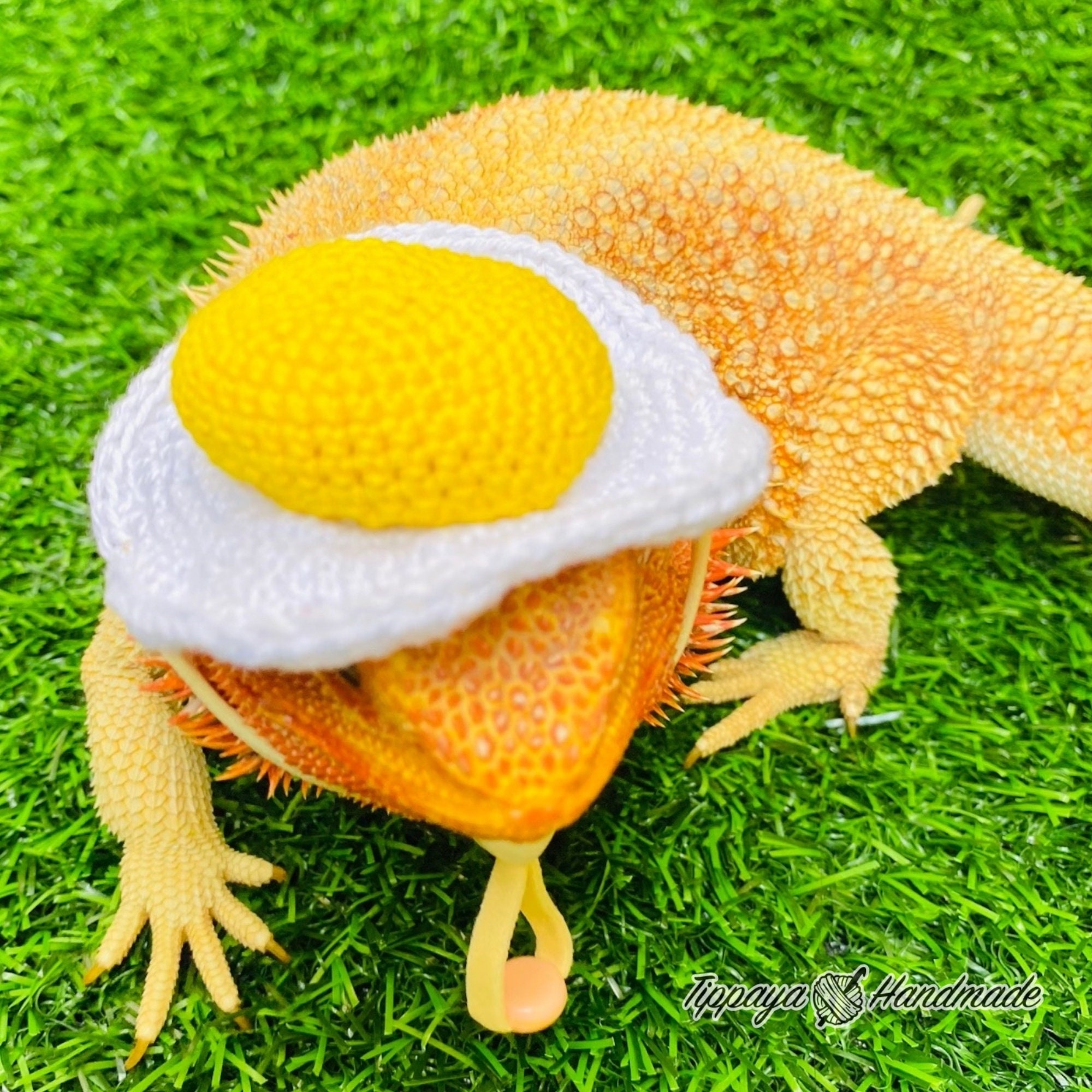Crochet Headband Pattern for Bearded Dragon Set 3 - Etsy