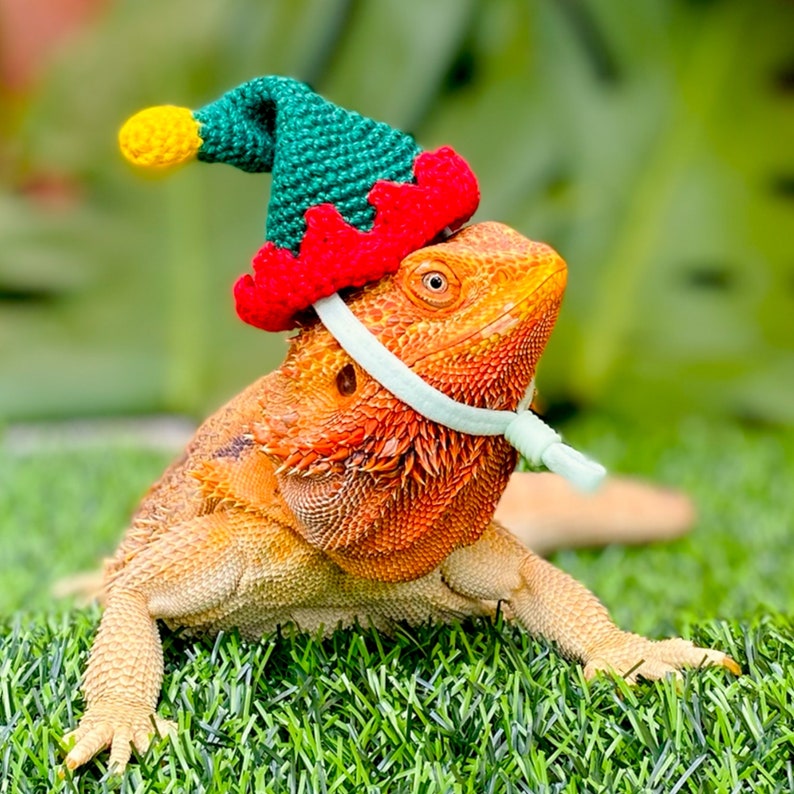 Crochet Headband Pattern for Bearded Dragon Set 2 - Etsy
