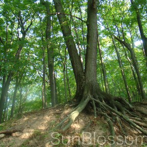 Michigan Forest Love Photo - Michigan Forest Nature Photo - Michigan Forest State Park Photo - Michigan Greenery Photo - Pure Michigan Photo